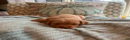 Labradoodle dogs for sale: Penny  - Ad 5
