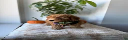 Mini Goldendoodle dogs for sale: Hermes - Ad 4