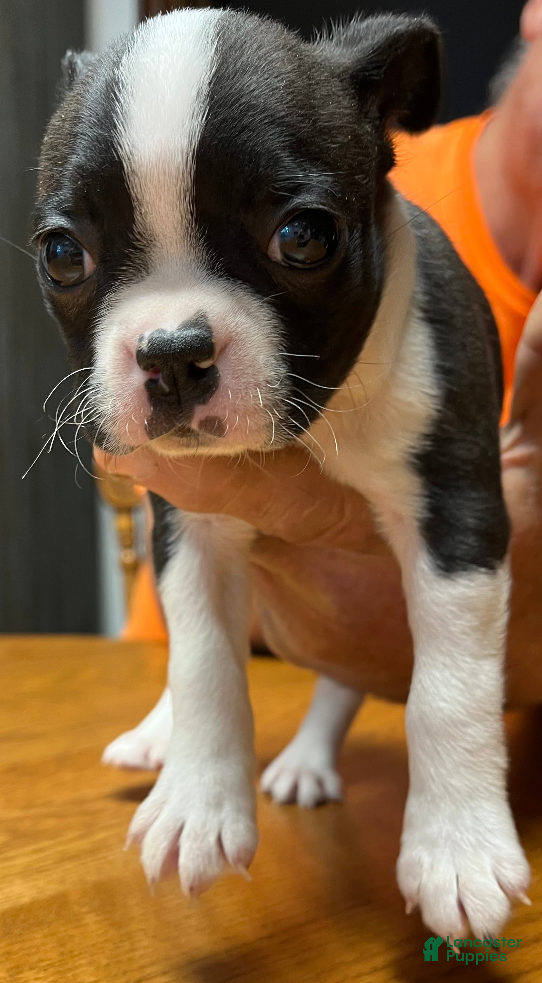 Boston Terrier dogs Boston Terrier 2 - Tillie Mae - Ad 1