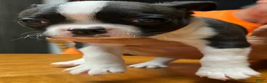 Boston Terrier 2 - Tillie Mae