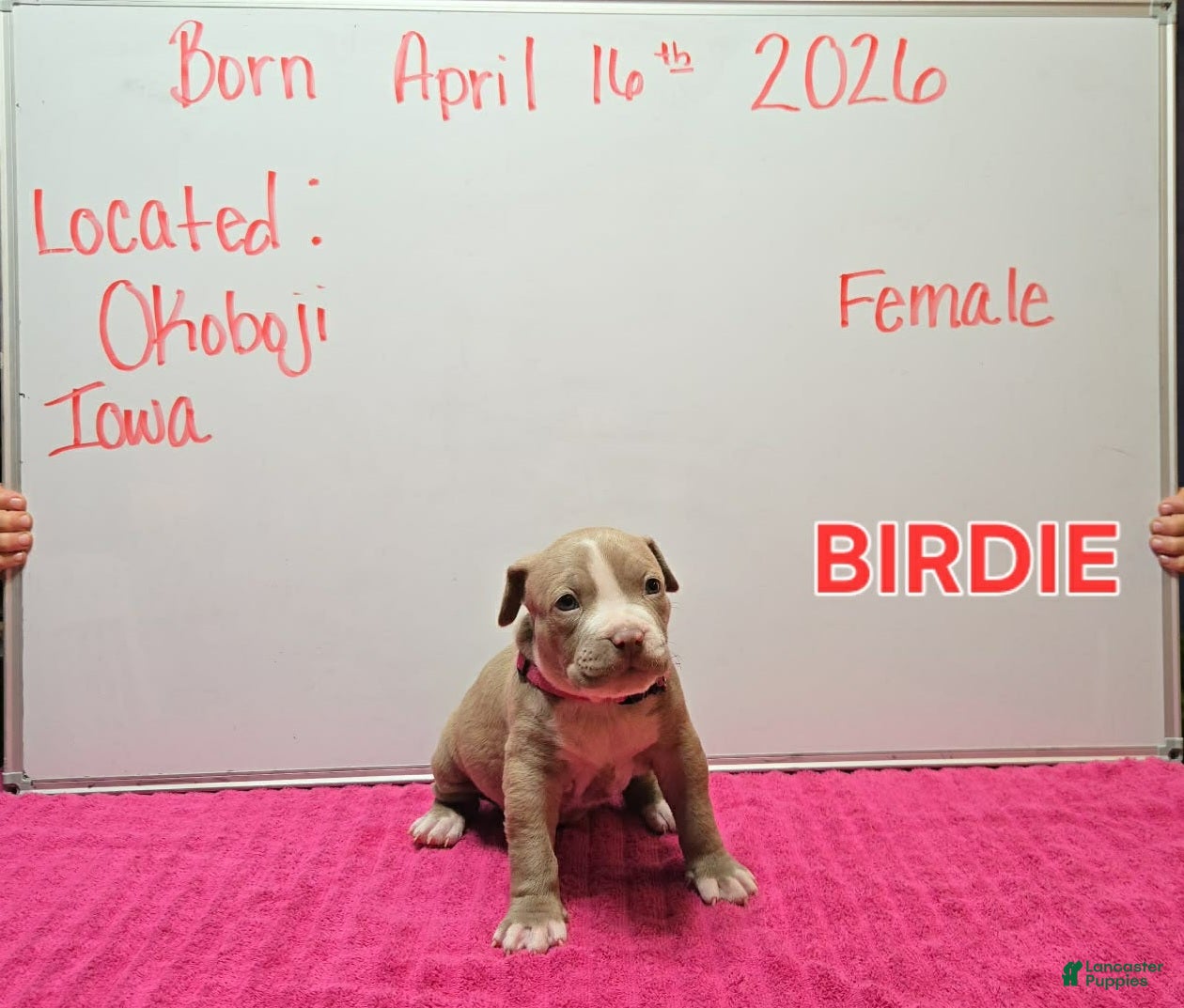 American Bully dogs American Bully Puppy 2 - Ad 2