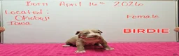 American Bully dogs for sale: American Bully Puppy 2 - Ad 1