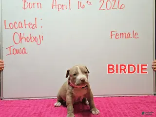 American Bully dogs American Bully Puppy 2 - Ad 33