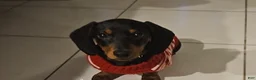 Miniature Dachshund dogs for sale: Millie - Ad 2