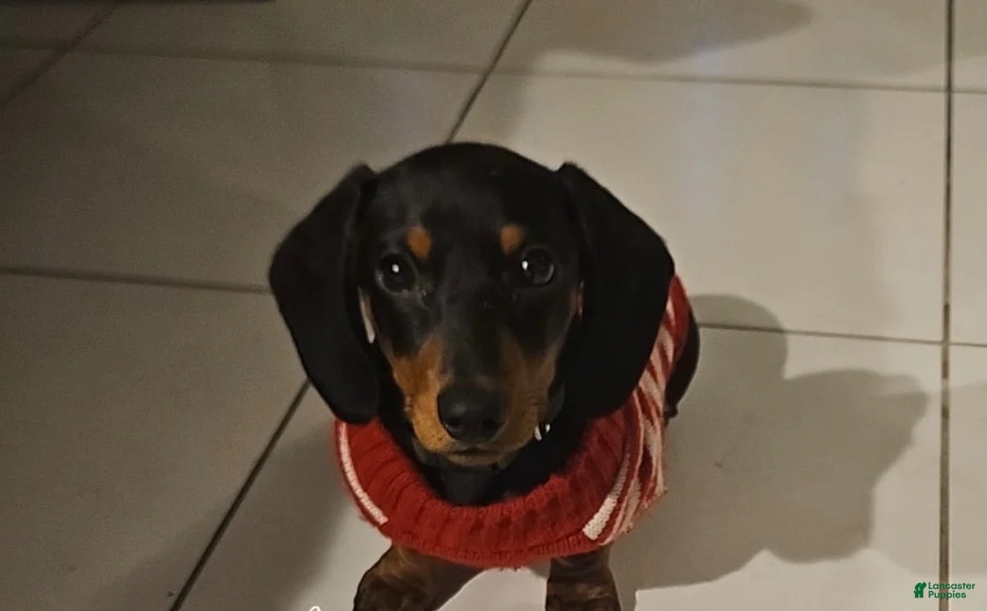 Miniature Dachshund dogs for sale: Millie - Ad 2