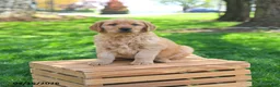 Golden Retriever dogs for sale: Maverick - Ad 1