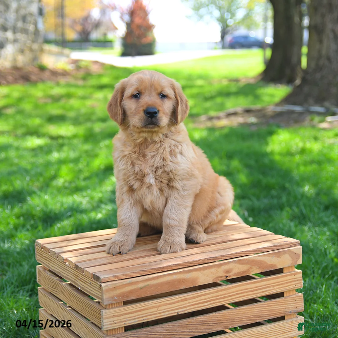 Golden Retriever dogs for sale: Maverick - Ad 1