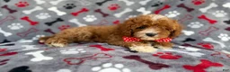Cavapoo dogs for sale: Leo - Ad 7