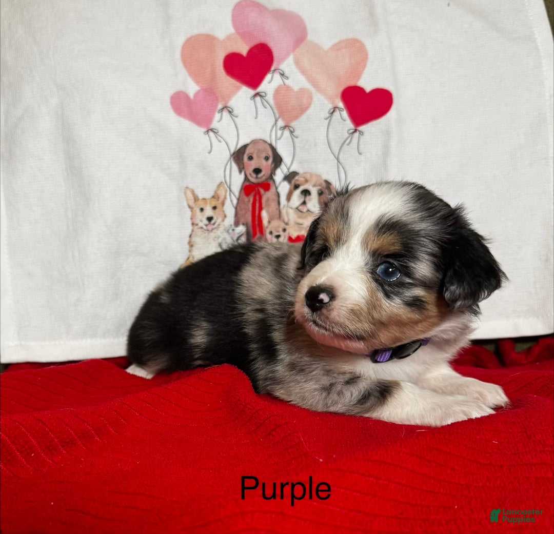 Miniature Australian Shepherd dogs for sale: Miniature Australian Shepherd Puppy 7 - Ad 1