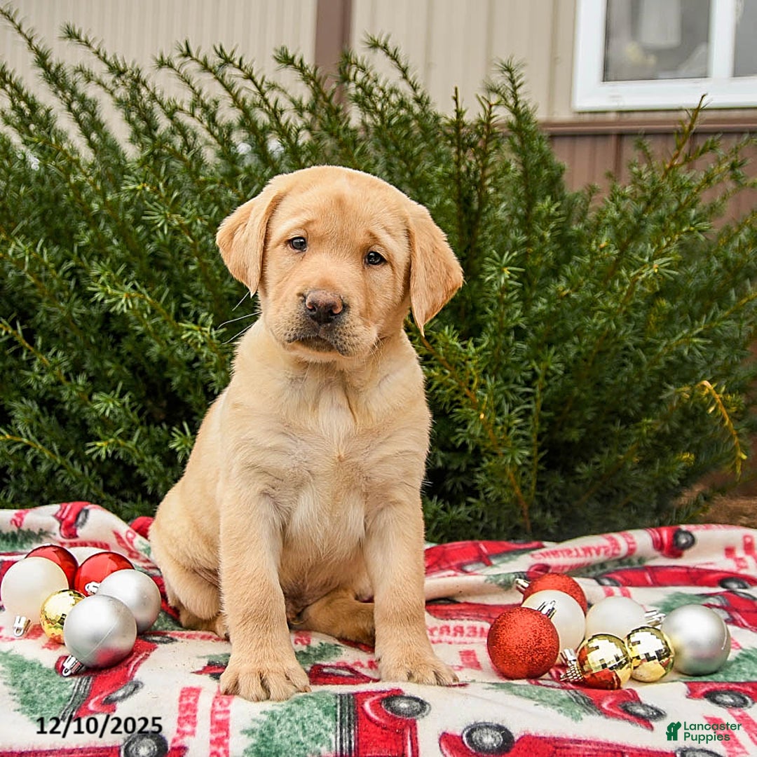 Labrador Retriever dogs for sale: Magic - Ad 2