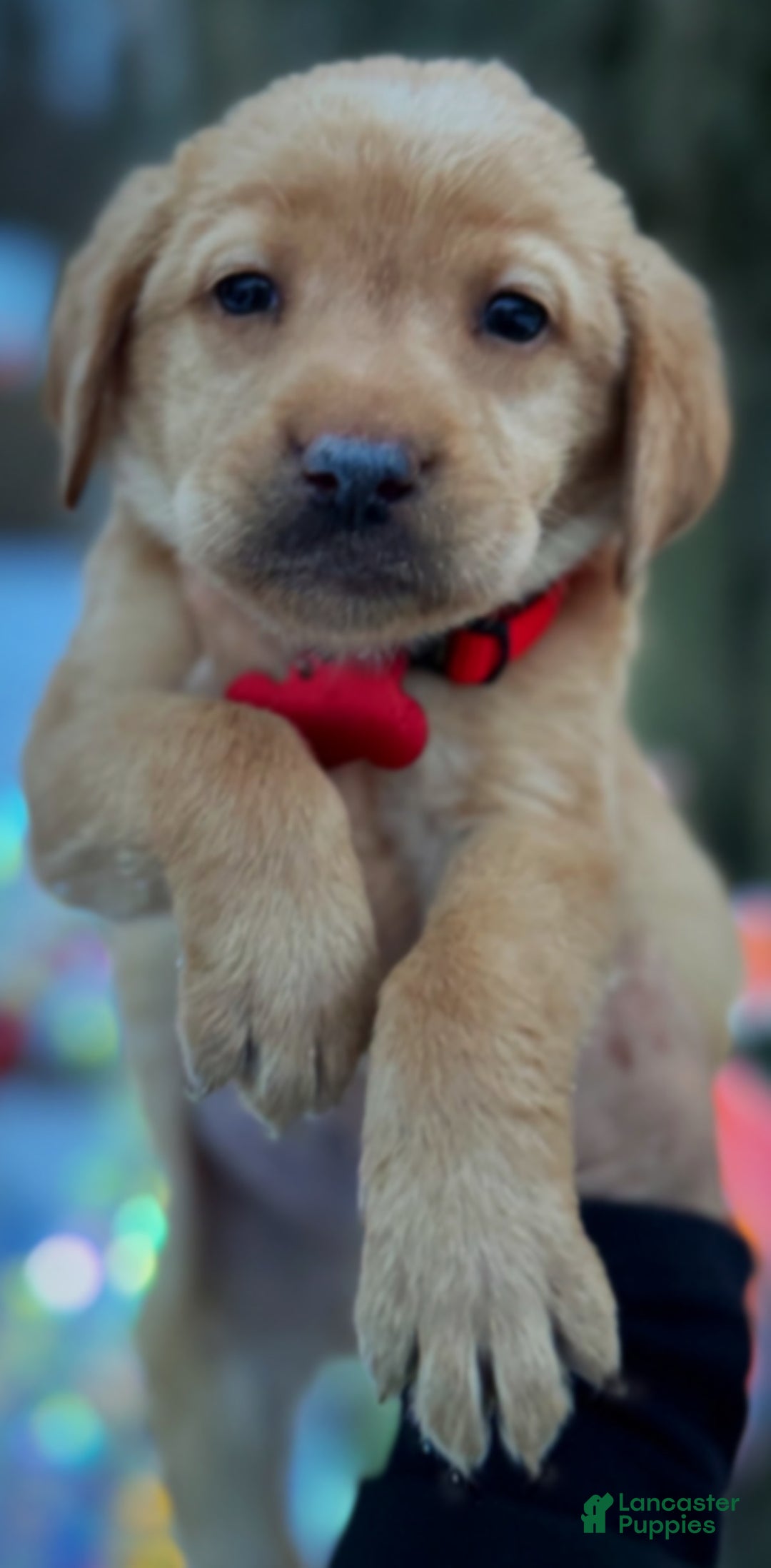 Labrador Retriever dogs for sale: Labrador Retriever Puppy 1 - Ad 3