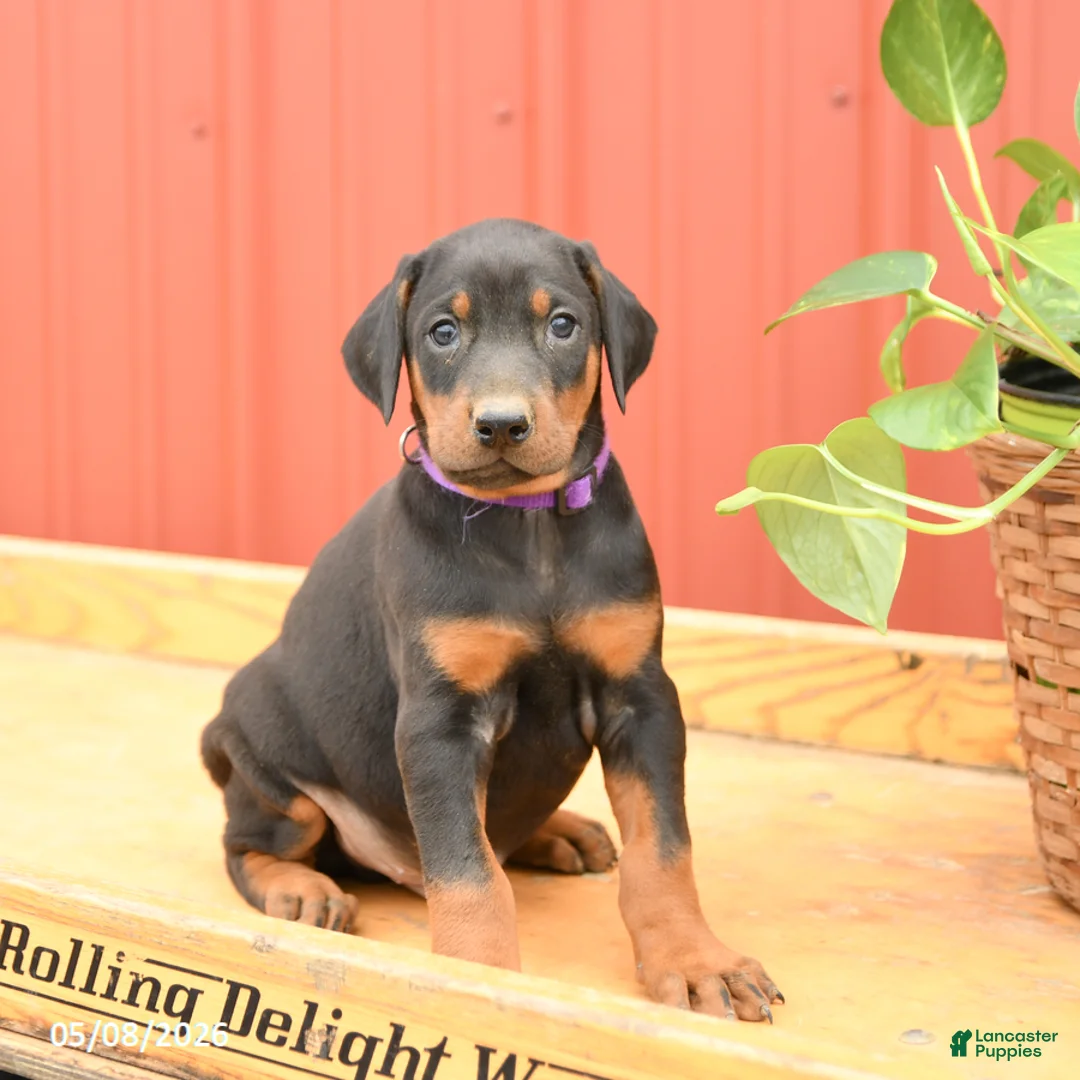 Doberman Pinscher dogs for sale: Woody - Ad 2