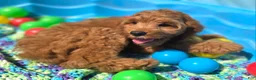 Cockapoo dogs for sale: Cashmere - Ad 18