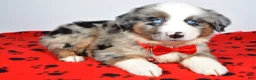 Miniature Australian Shepherd dogs for sale: Cletus - Ad 11