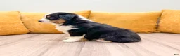 Miniature Australian Shepherd dogs for sale: Tommy - Ad 4