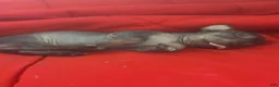 Chinese Crested dogs for sale: Biggs - Ad 10