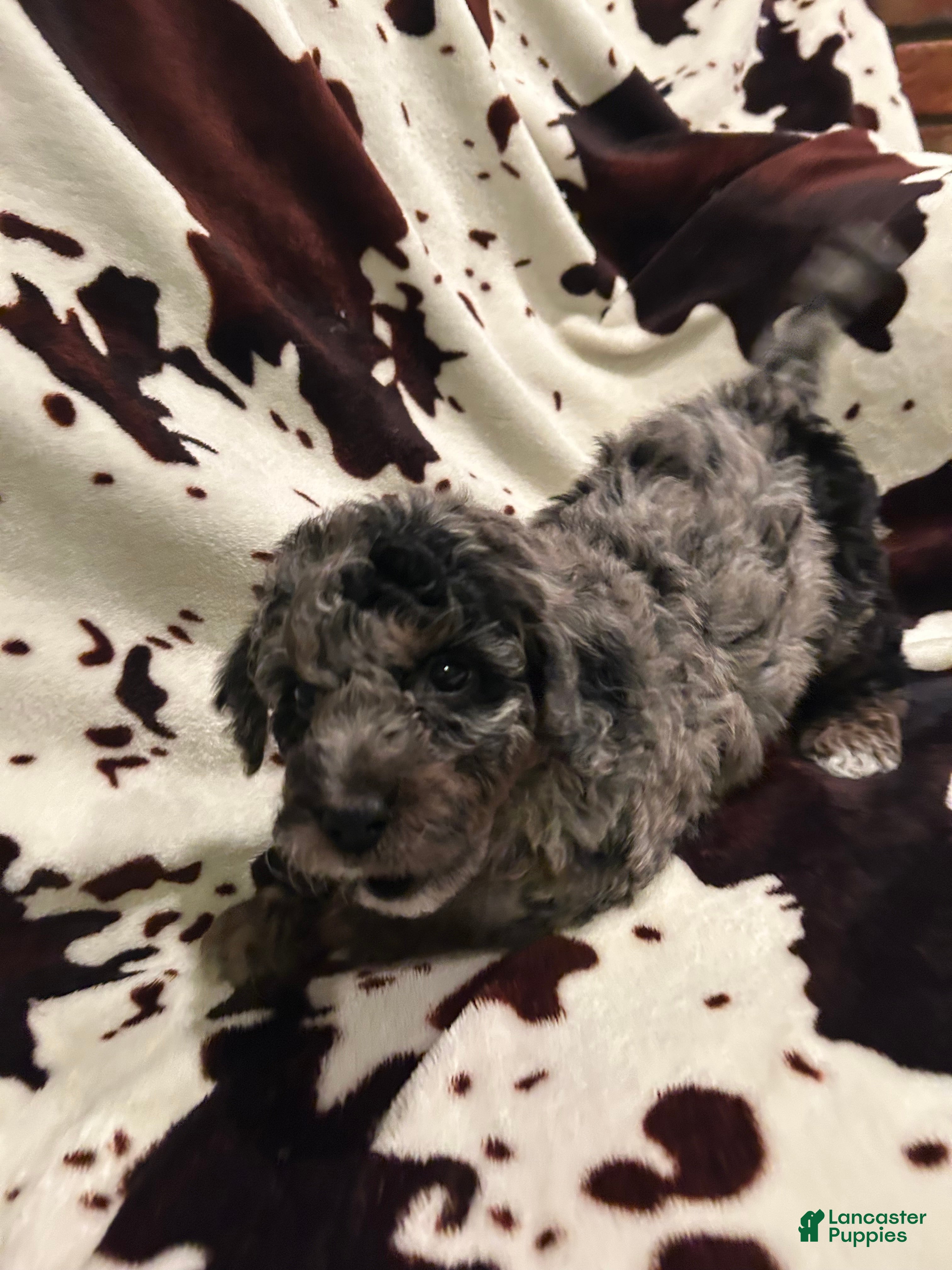 Labradoodle dogs Comet - Ad 1