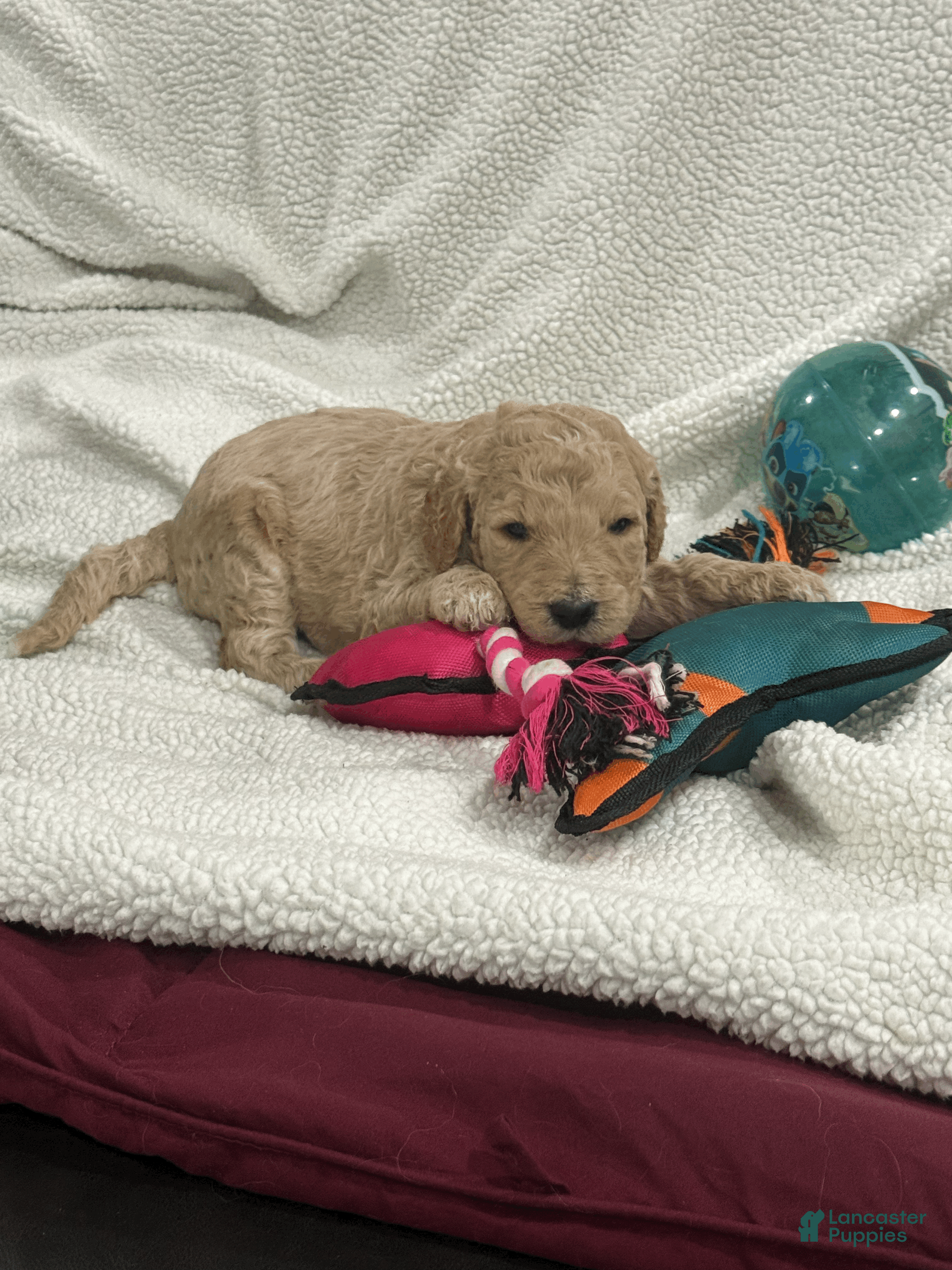Goldendoodle dogs Pink - Ad 2