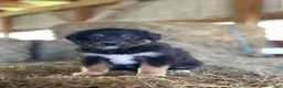 Australian Shepherd dogs for sale: Raven - Ad 1
