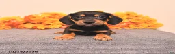 Miniature Dachshund dogs for sale: Ralph - Ad 5