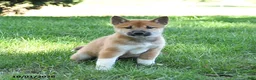 Shiba Inu dogs for sale: Grizzly - Ad 5