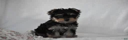 Yorkshire Terrier dogs for sale: Buttons - Ad 9