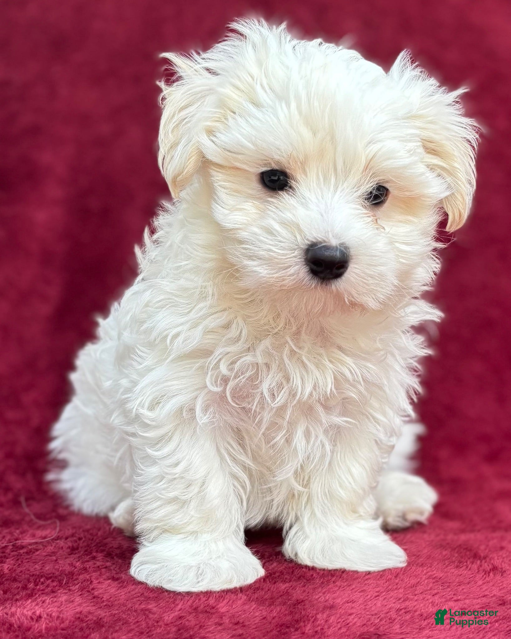 Maltese dogs Dodge - Ad 1