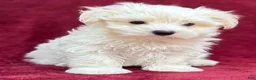Maltese dogs for sale: Dodge - Ad 1