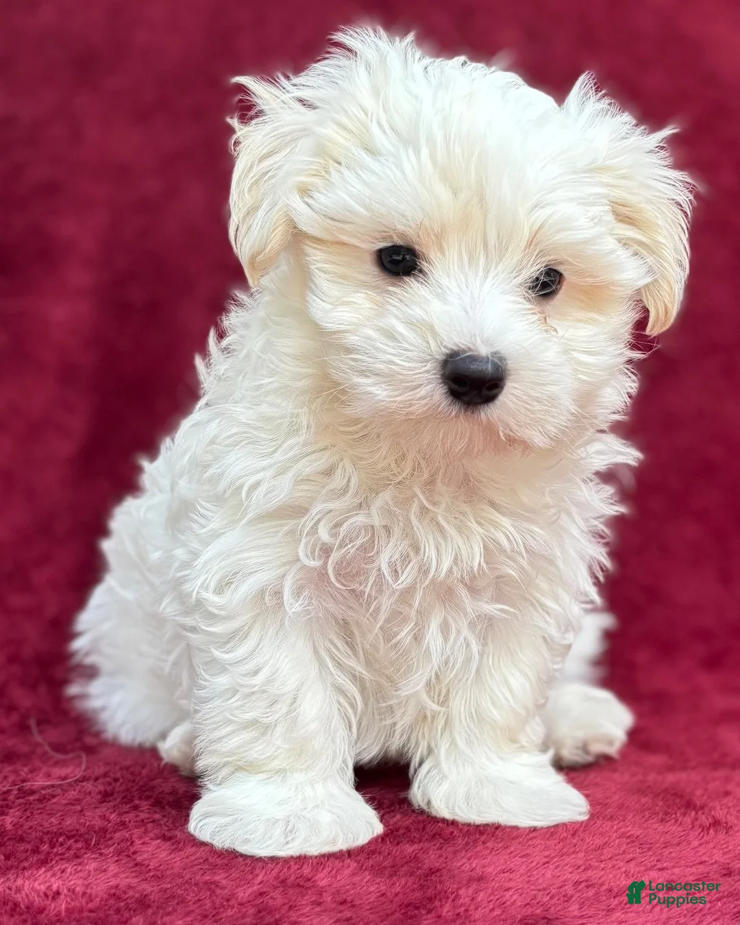 Maltese dogs for sale: Dodge - Ad 1