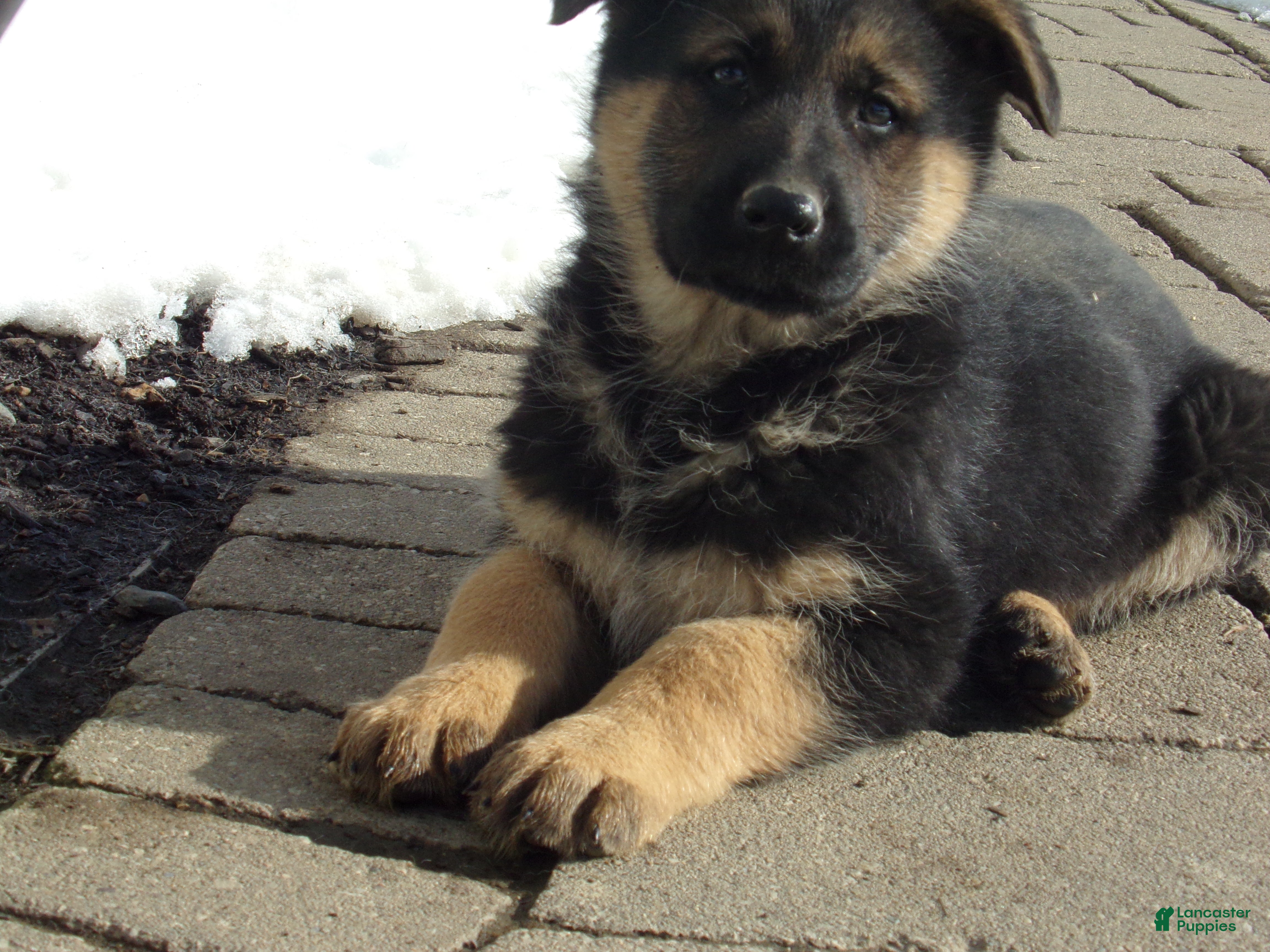 German Shepherd dogs Bluebelle - Ad 2