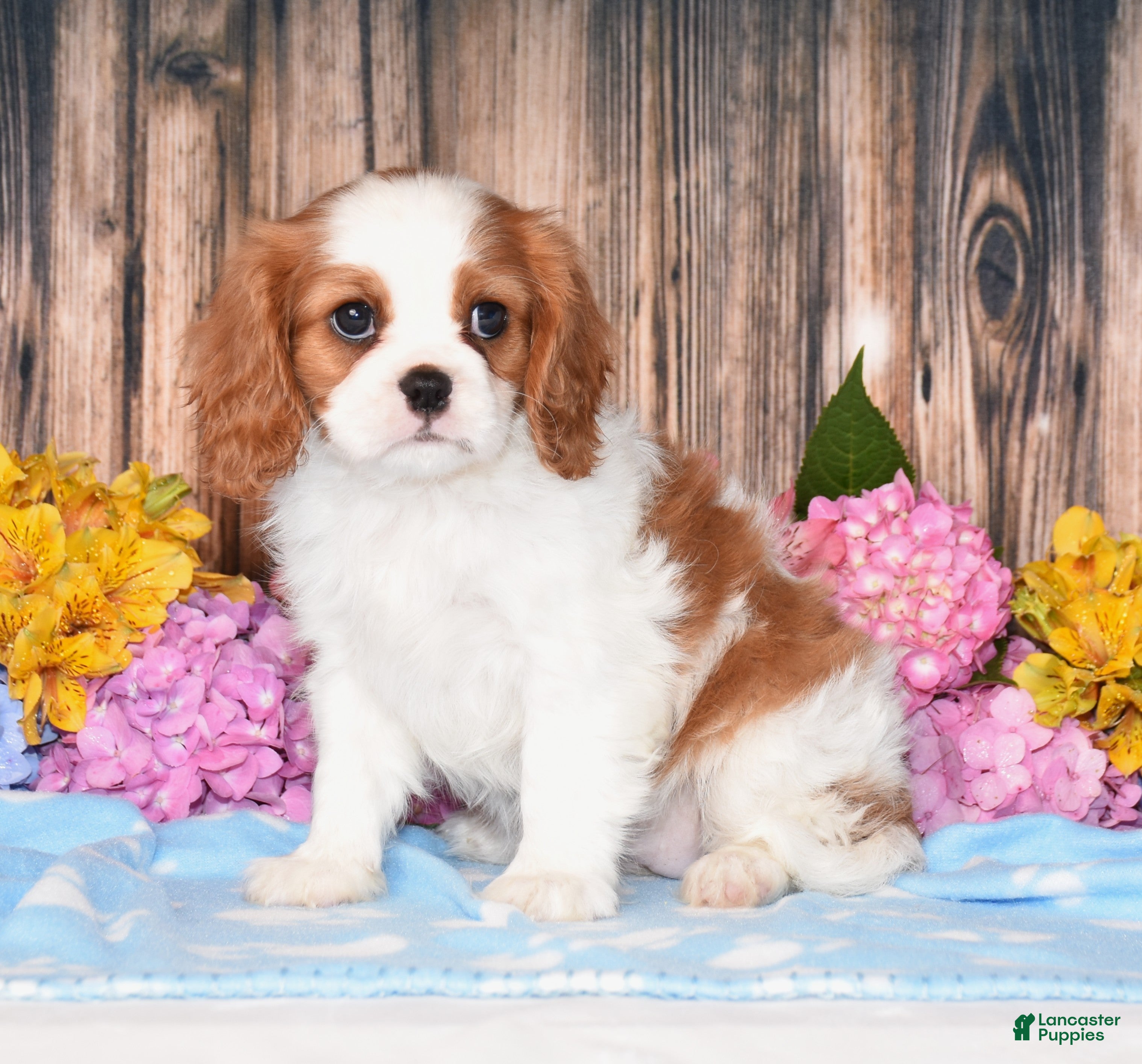 Cavalier King Charles Spaniel dogs Jazzy - Ad 1