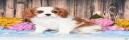Cavalier King Charles Spaniel dogs for sale: Jazzy - Ad 1