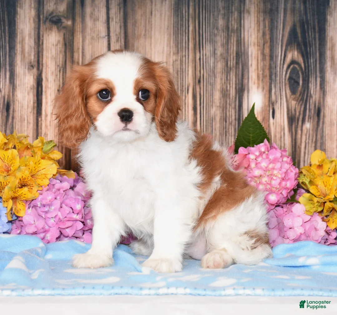Cavalier King Charles Spaniel dogs for sale: Jazzy - Ad 1