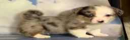 Welsh Corgi Pembroke dogs for sale: Aca diesel Merle with full tail fluffy bluie carrier triple clear - Ad 3