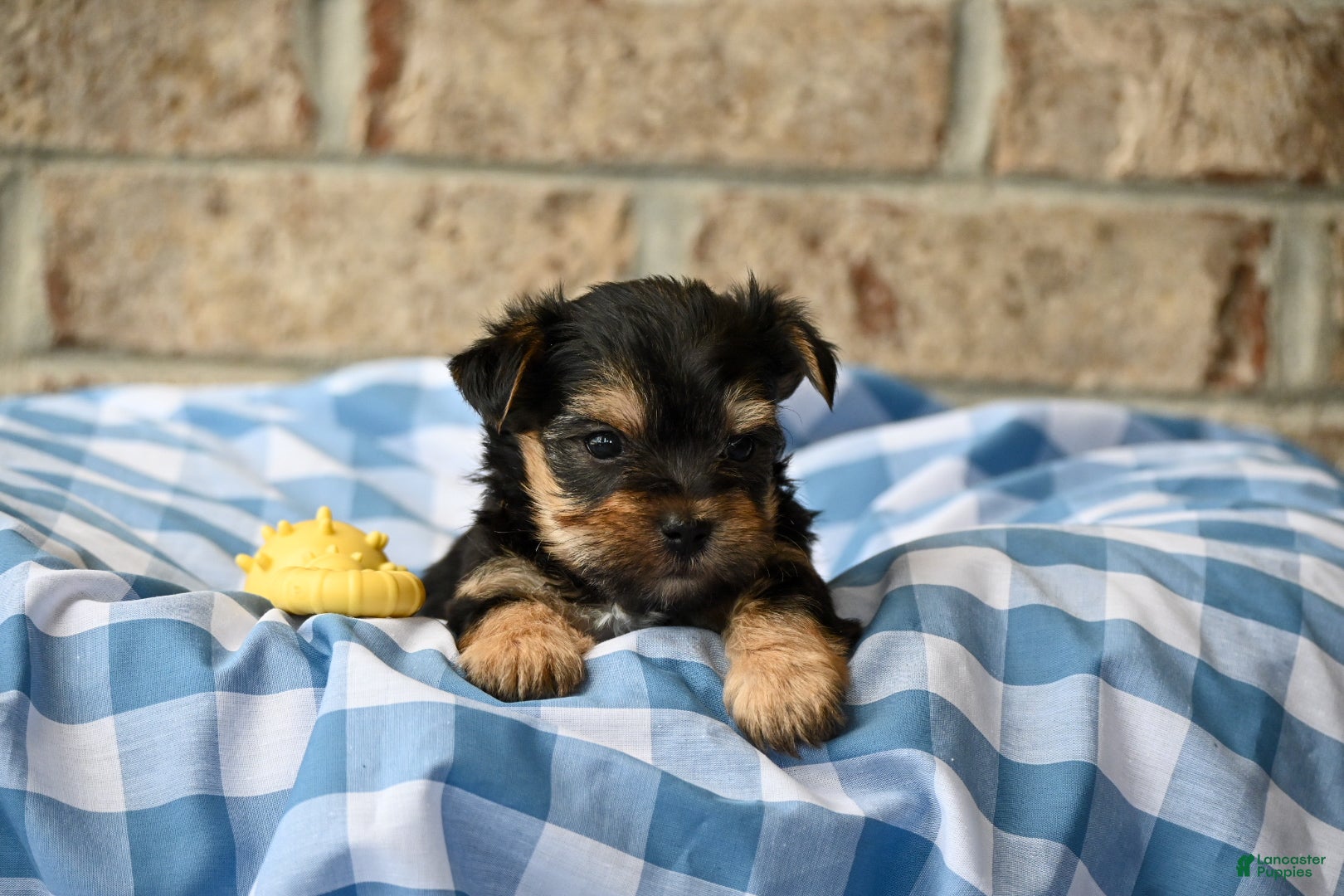 Morkie dogs Joe - Ad 1