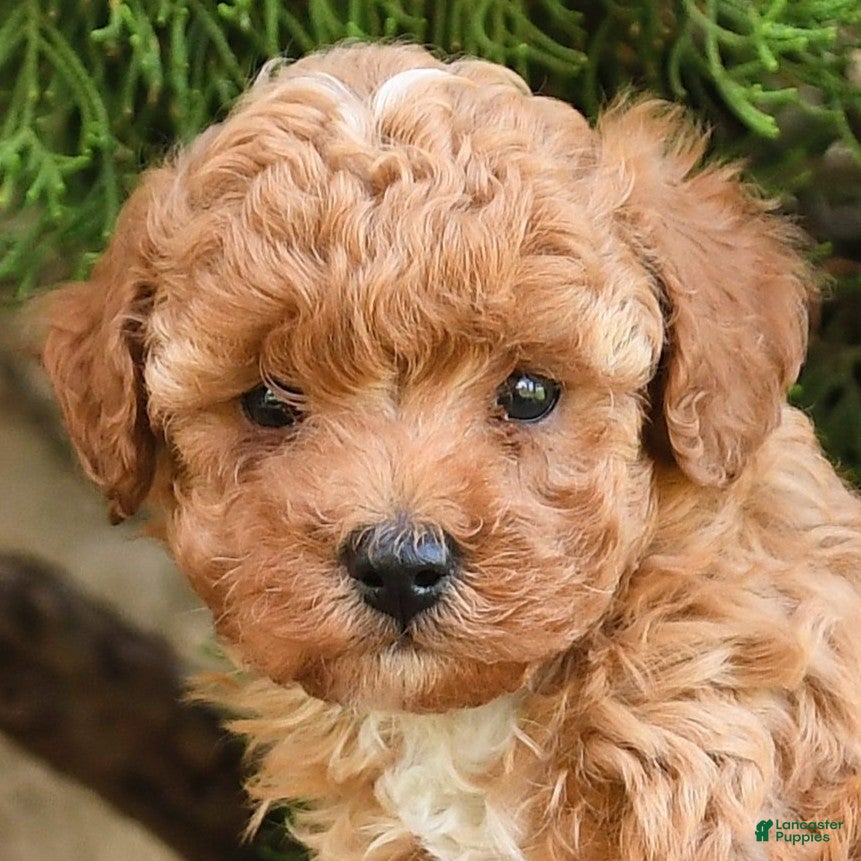 Cavapoo dogs Tyler - Ad 2