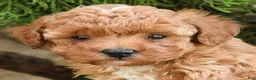 Cavapoo dogs for sale: Tyler - Ad 2