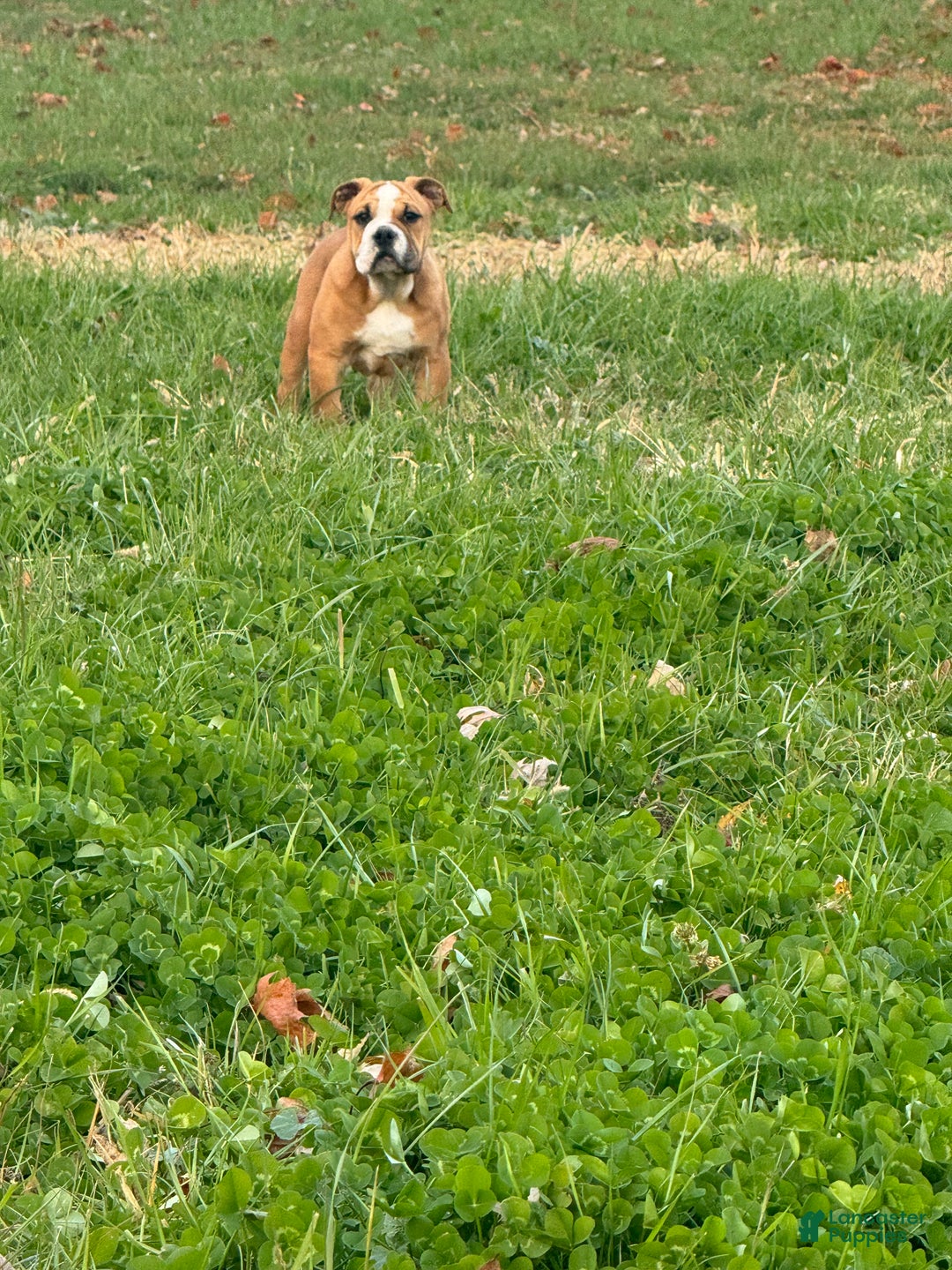 English Bulldog dogs for sale: Zeke - Ad 4