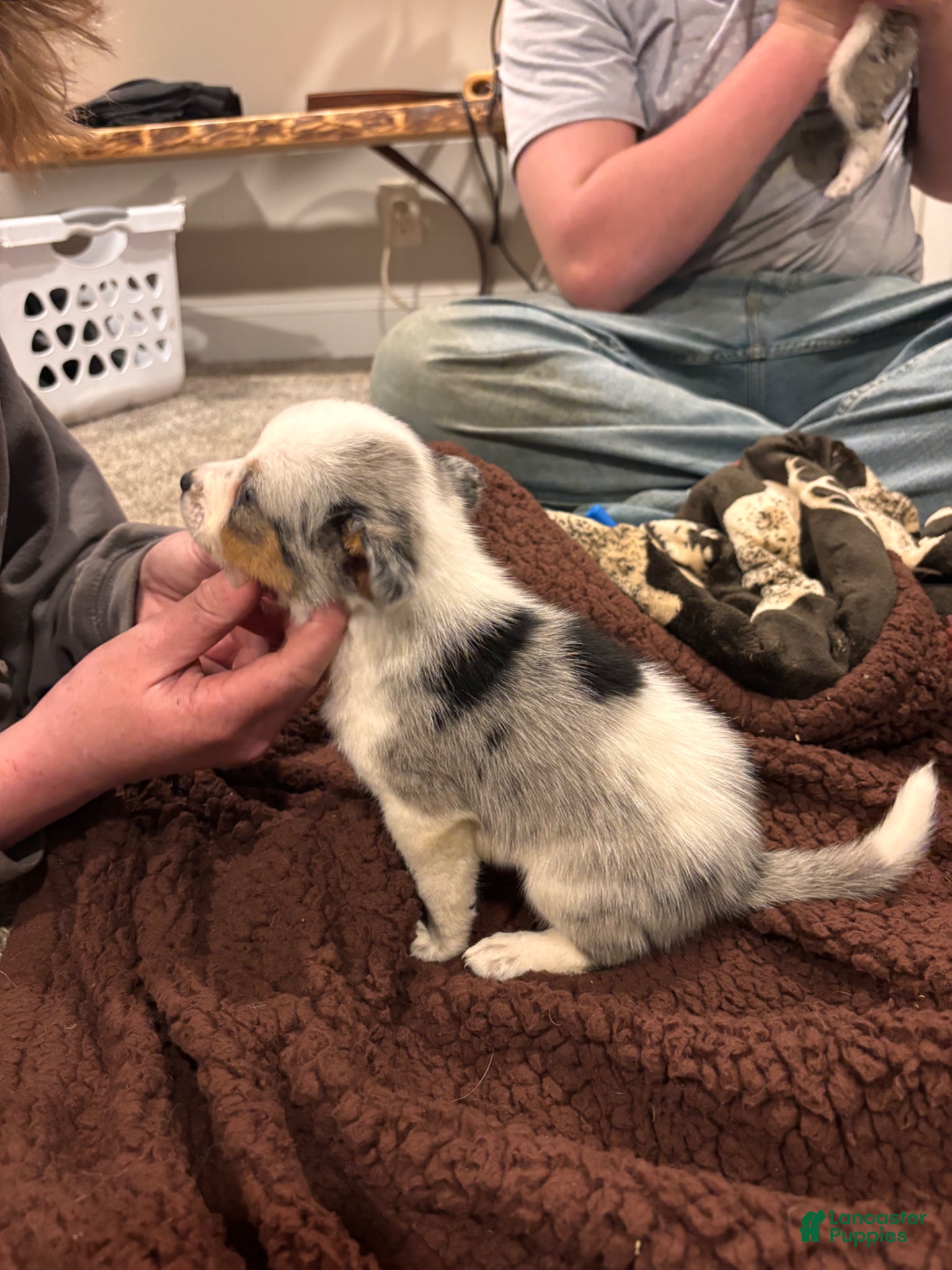 Mixed Breed dogs Mixed Breed Puppy 4 - Ad 9