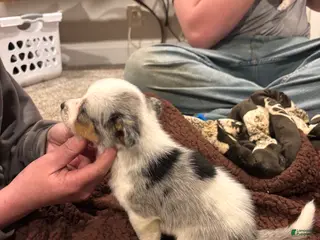 Mixed Breed dogs Mixed Breed Puppy 4 - Ad 9