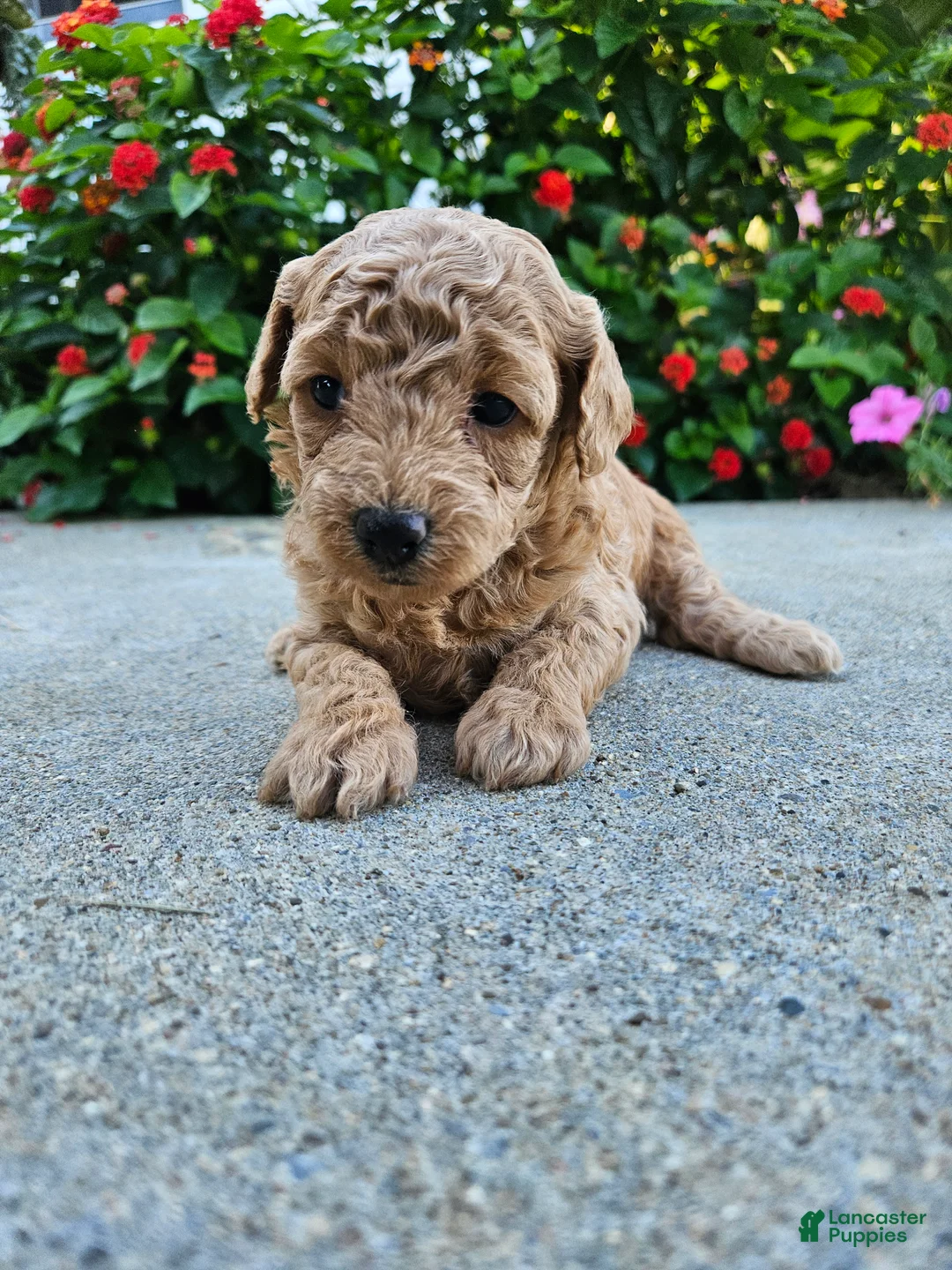 Bichpoo dogs for sale: Winnie - Ad 2