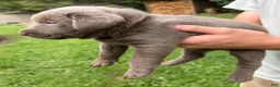 Labrador Retriever dogs for sale: Blossom - Ad 2