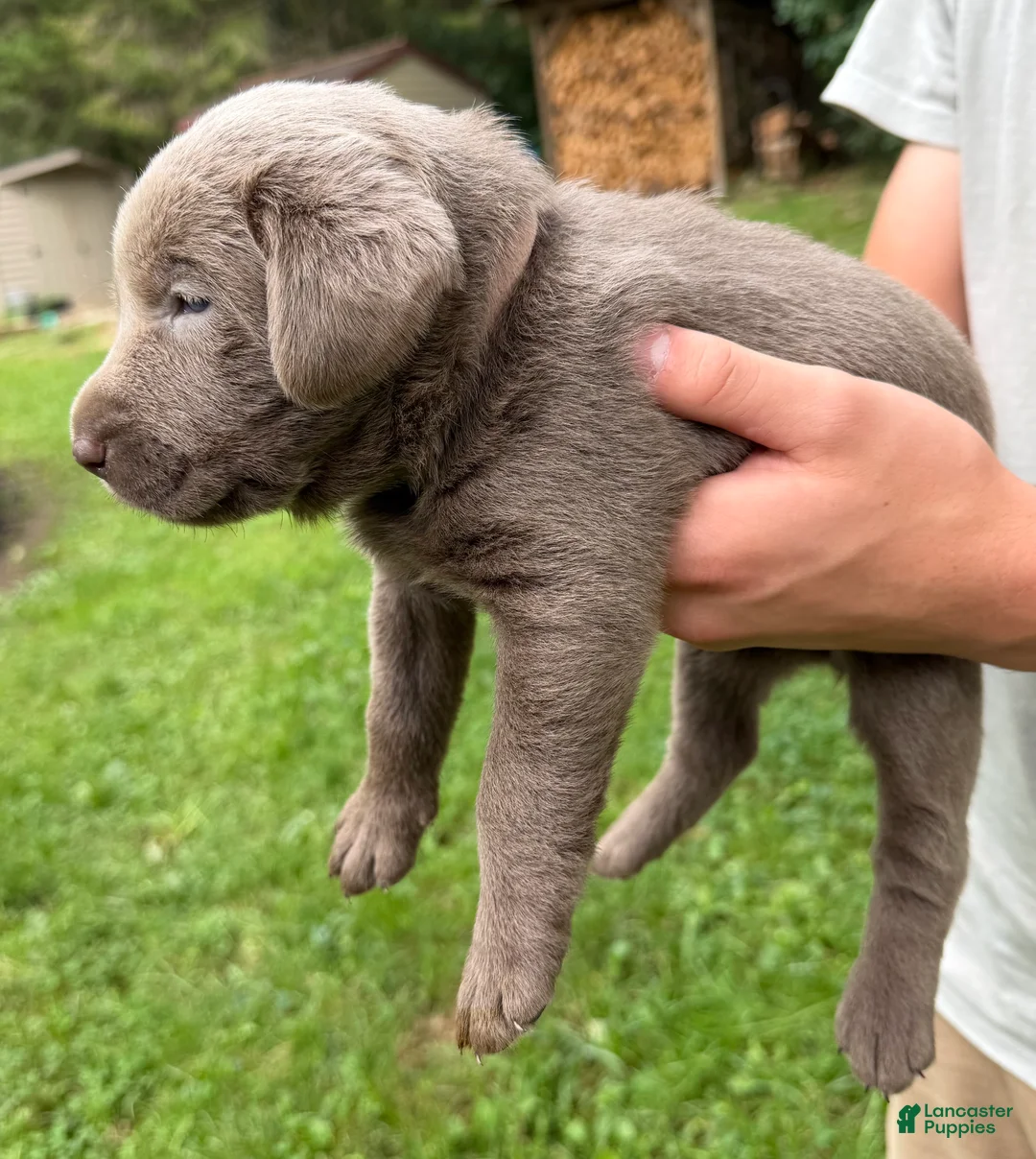 Labrador Retriever dogs for sale: Blossom - Ad 2