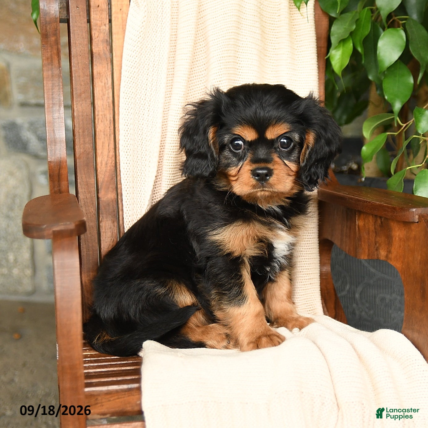 Cavalier King Charles Spaniel dogs Reese - Ad 1