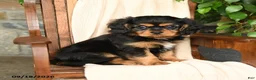 Cavalier King Charles Spaniel dogs for sale: Reese - Ad 1