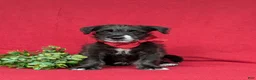 Jackapoo dogs for sale: Shawn - Ad 2