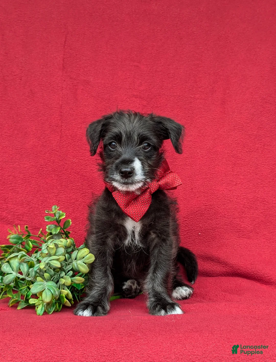 Jackapoo dogs for sale: Shawn - Ad 2
