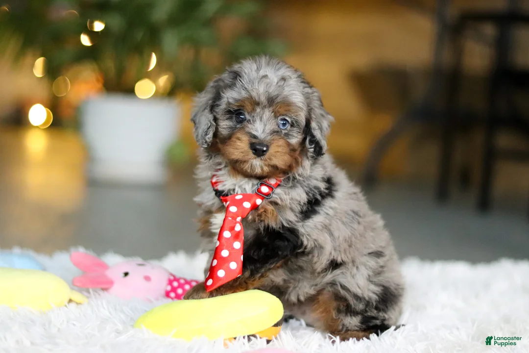 Cavapoo dogs for sale: Carter - Ad 2
