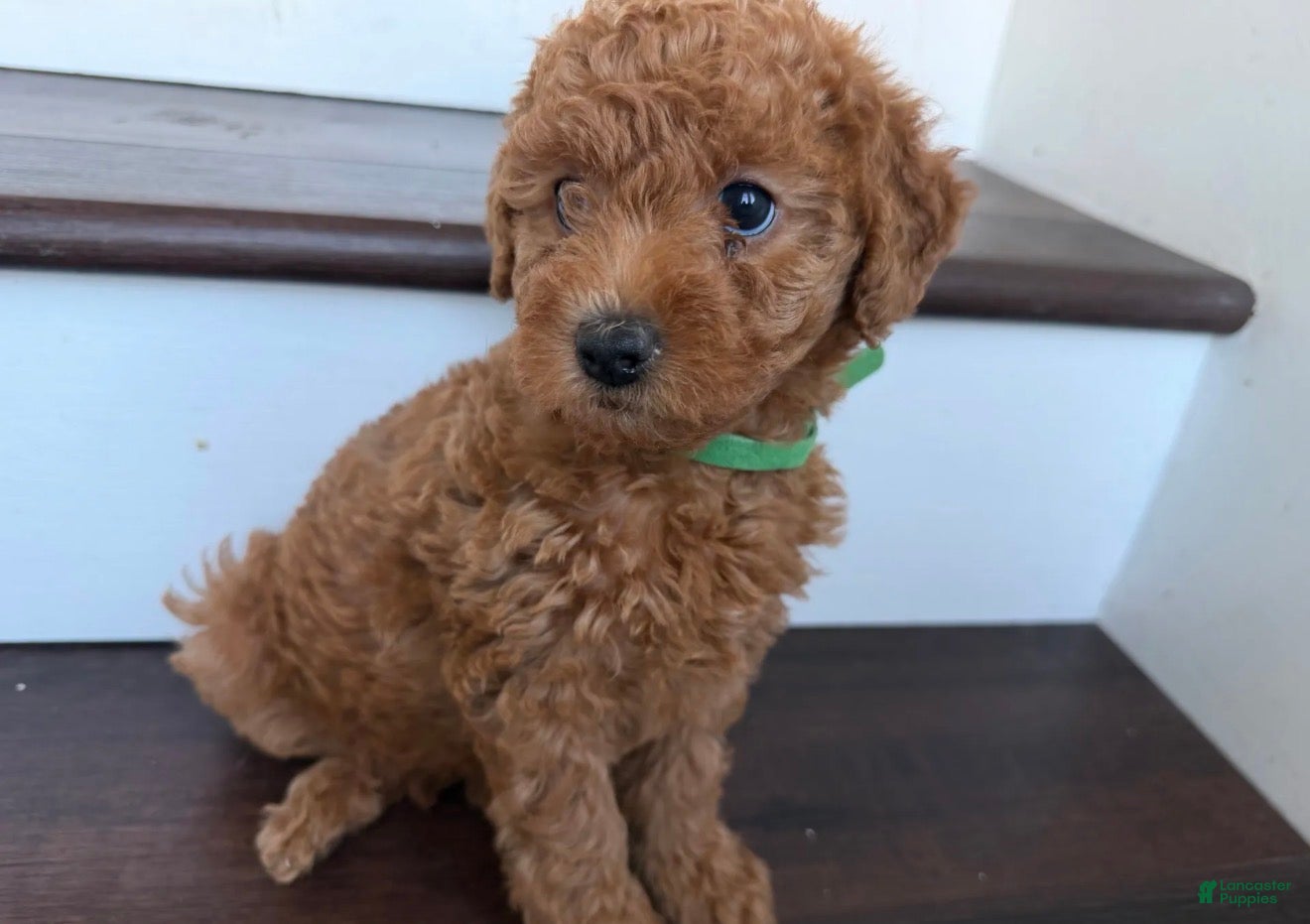 Mixed Breed dogs     Daisy -Mini Labradoodle | Los Angeles Area | Ready for Rehoming  - Ad 1