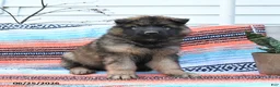 German Shepherd dogs for sale: Levi - Ad 1